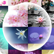 プログラムのアイコン：Flowers Timelapse Theme