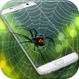 Spider Web Out icon