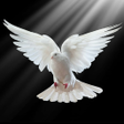 プログラムのアイコン：Pigeon Wallpaper