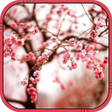 Ícone do programa: Cherry blossom Live Wallp…