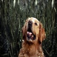 Icon of program: Golden Retriever Wallpape…