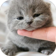 程序图标：Cute Cat Wallpaper HD