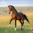 Icon of program: Amazing Horses