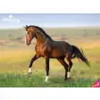 Amazing Horses