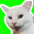 程序图标：Best Cat Stickers for Cha…