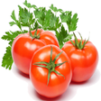 プログラムのアイコン：Tomato-IFC