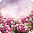 程序图标：Rose Wallpapers