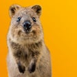 程序图标：Quokka Selfie