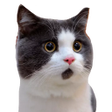 プログラムのアイコン：Pegatinas de gatos 2023