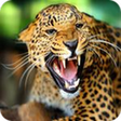 Icon of program: Animal Sounds