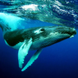 Ícone do programa: The Humpback Whales