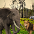 程序图标：Elephant Attack Survival …