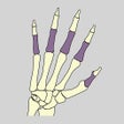 プログラムのアイコン：Bones of the body