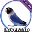 Suara Burung Lovebird Mp3