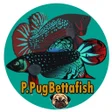 Icon of program: ตำรา ปลากด Book Betta Fis…