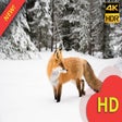 Ikon program: Cute Red Fox Wallpaper Ne…