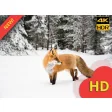 Cute Red Fox Wallpaper New Tab