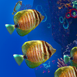 プログラムのアイコン：OCEAN AQUARIUM Live Wallp…