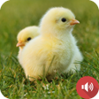 プログラムのアイコン：Chicks Sounds