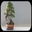 Иконка программы: idea collection of bonsai…