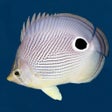 أيقونة البرنامج: Easy Fish ID Caribbean