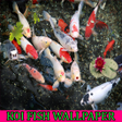 ไอคอนของโปรแกรม: Koi Fish Wallpaper