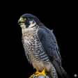 程序图标：Peregrine Falcon Sounds