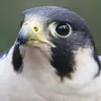 Peregrine Falcon Sounds