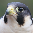 Иконка программы: Peregrine Falcon Sounds