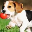 程序图标：Dog Jigsaw Puzzle Family …