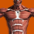 Ikona programu: Muscular System 3D anatom…