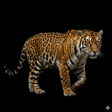 プログラムのアイコン：Appp.io - Jaguar sounds