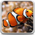 程序图标：Aquarium Live Wallpaper