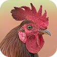 プログラムのアイコン: Rooster Sounds