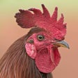 Programikonen: Rooster Sounds