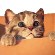 Иконка программы: Save the cat: Pet cat res…