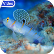 程序图标：Sea Life Theme Video Wall…