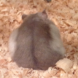 Programın simgesi: Hamster Memory Game