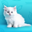 程序图标：My Cat: My Dream House