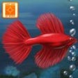 Biểu tượng của chương trình: Fish Tycoon