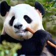 Иконка программы: Panda Bears