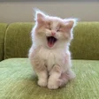 Icon of program: WASticker Cat animated st…
