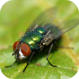 Icon of program: Fly Sounds Prank
