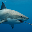 プログラムのアイコン：Spearfishing Shark