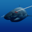 ไอคอนของโปรแกรม: Spearfishing Shark