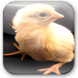 Icoon van programma: Chicken Jockey