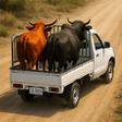 Programikonen: Animal Cargo Truck Simula…