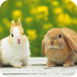 程序图标：Rabbit HD Wallpaper