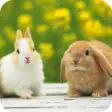 Rabbit HD Wallpaper
