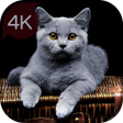 Icon of program: Your 4K cat wallpapers